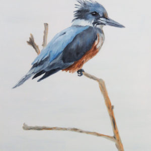 Kingfisher