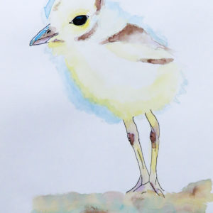 Baby Bird's First Steps