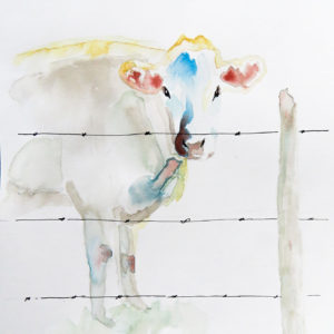 Cow Looking Back at 2020