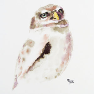 Owl Portrait