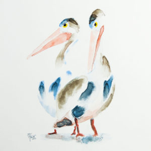 Pelicans