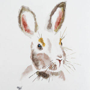 Rabbit in my backyard