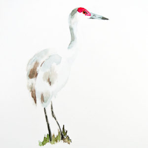 Sandhill Crane