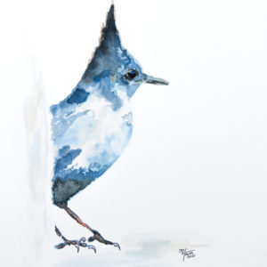 Steller's Jay