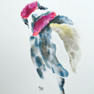 Yellow Bellied Sapsucker Woodpecker