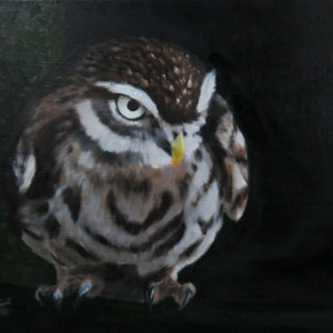 Pygmy Owl on a Branch