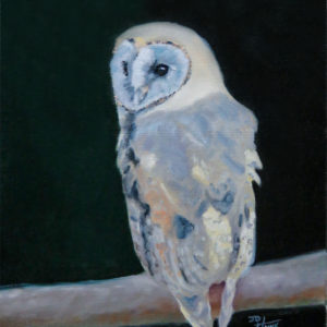Barn Owl on Branch