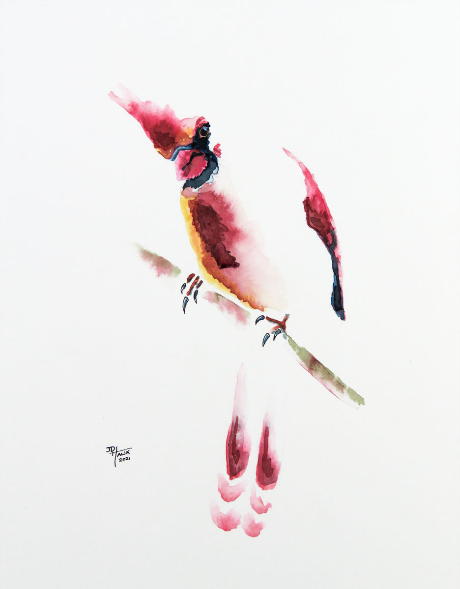 Cardinal on a branch - JD Hawk's Art Studio