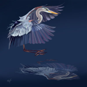 Great Blue Heron