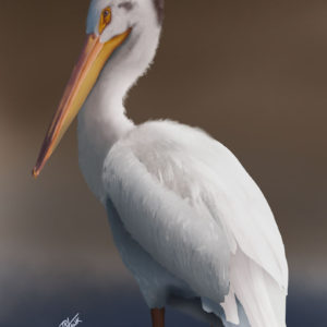 Pelican