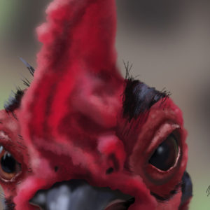 Rooster Curious