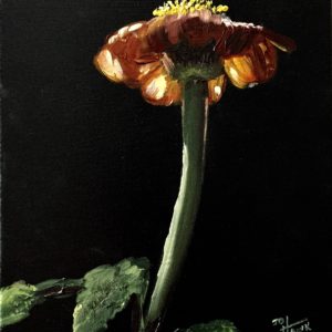 Sunlight through the Petals