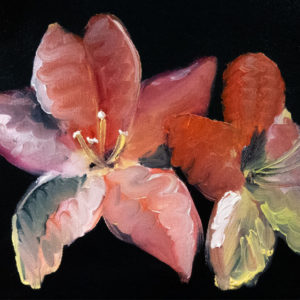 Experimental Azaleas