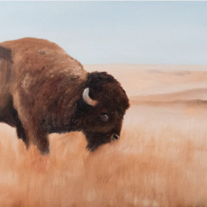 Bison on Prairies