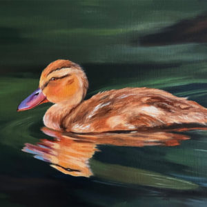 Duckling Swimming