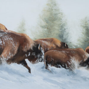 Bison Running Downhill