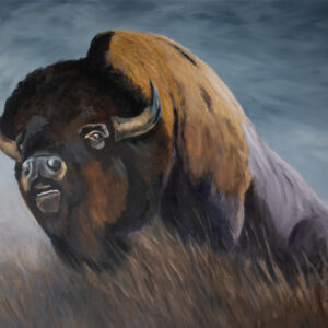 Voice of the Bison