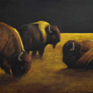 Bison at Sunrise